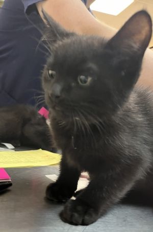 Phil Domestic Short Hair Cat