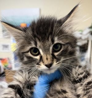 Minnie Domestic Medium Hair Cat