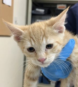 Reptar Domestic Short Hair Cat