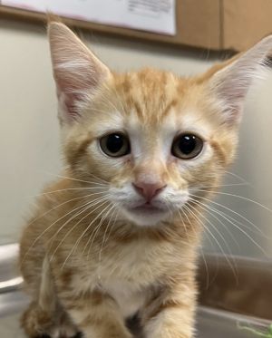 Polka Dot Domestic Short Hair Cat