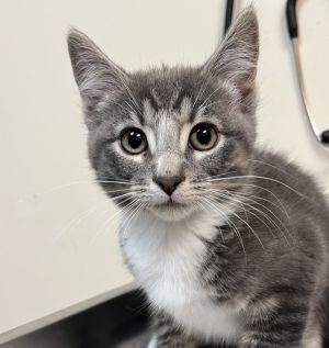 Mouse Domestic Short Hair Cat
