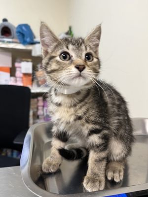 Joey Domestic Short Hair Cat