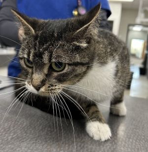 Primary Color Brown Tabby Secondary Color White Weight 68125lbs