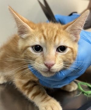 Primary Color Orange Tabby Weight 275lbs Age 0yrs 0mths 10wks