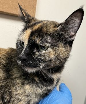 Primary Color Tortoiseshell Weight 5875lbs