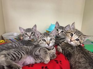 Slipper Socks Domestic Short Hair Cat
