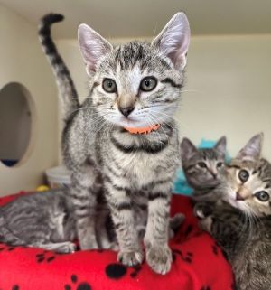 Twinkle Toes Domestic Short Hair Cat