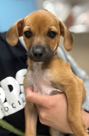 Rihanna Chihuahua Dog