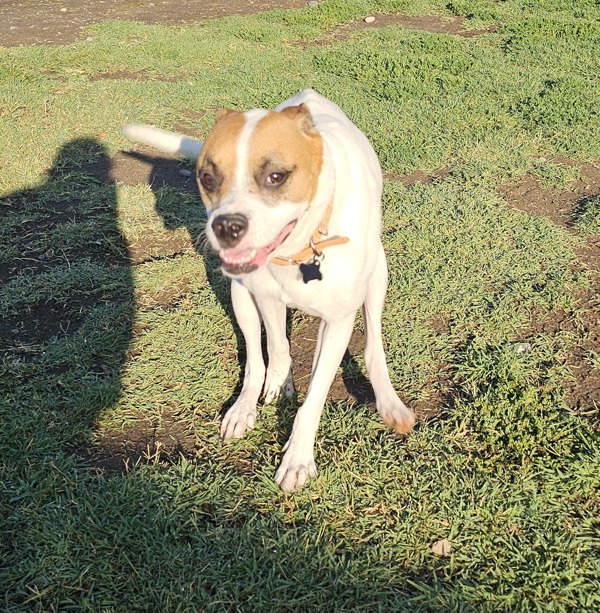 Tinker Bell