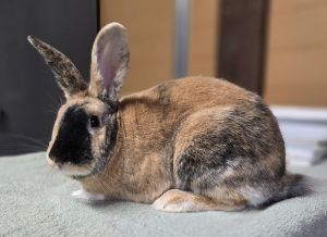 Skippy, Adult Male unknown