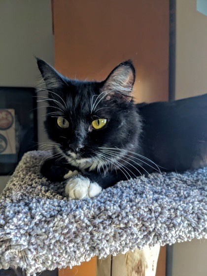 Willow