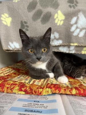 Hydra 632-25 Domestic Short Hair Cat