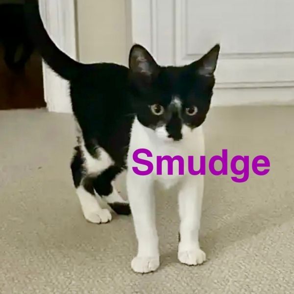 Smudge