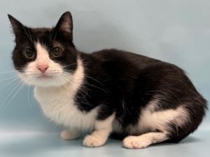 Harley, Adult Female unknown