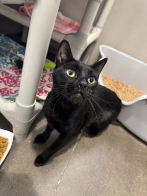 Ziva Domestic Short Hair Cat