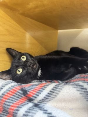 Zena Domestic Short Hair Cat