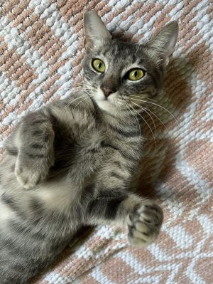 Cleo, Young Female unknown