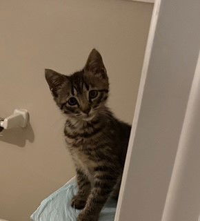 Sparky - The Purr-fect Firecracker Tabby Cat