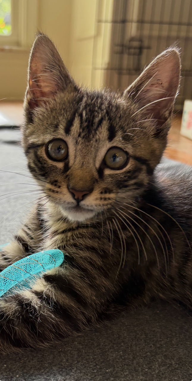 Sparky - The Purr-fect Firecracker