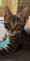 Sparky - The Purr-fect Firecracker photo 1