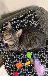 Sparky - The Purr-fect Firecracker photo 2