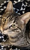 Sparky - The Purr-fect Firecracker photo 3
