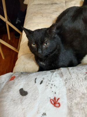 Maverick, Adult Male unknown