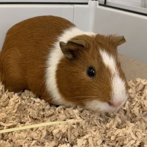 Boomer, Young Male unknown