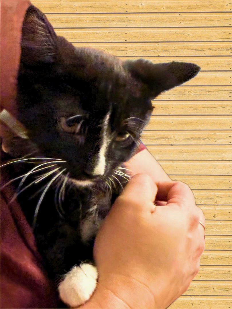 Mog