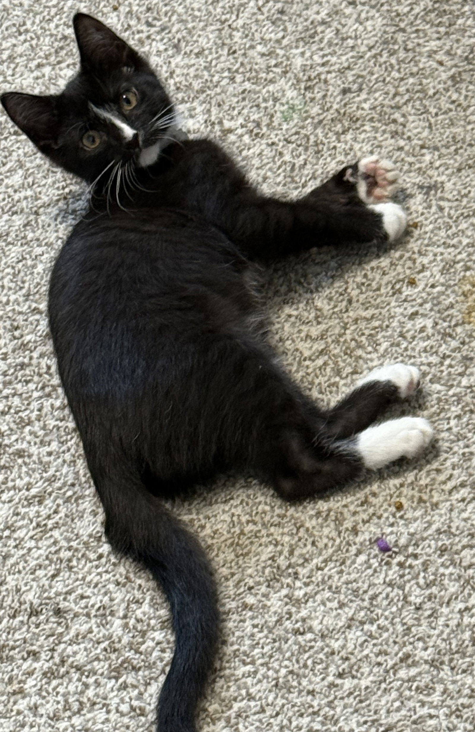Mog