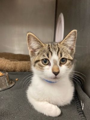 Roxy Domestic Short Hair Cat