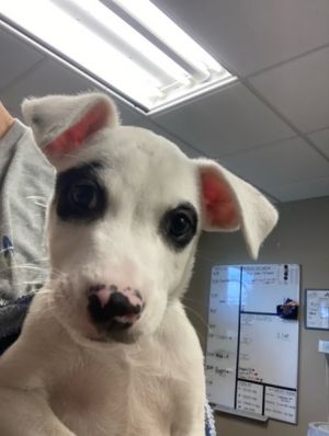 Primary Color White Secondary Color Black Weight 962lbs Age 0yrs 0mths 9wks Animal has been Neu