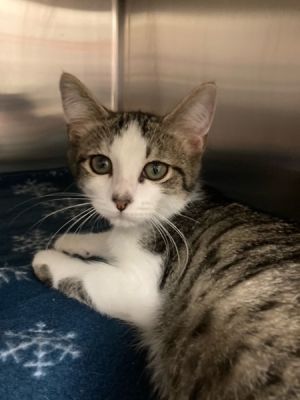 Rowan Domestic Short Hair Cat
