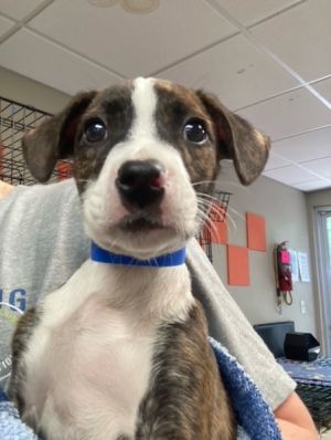Primary Color Brindle Secondary Color White Weight 868lbs Age 0yrs 0mths 9wks Animal has been N