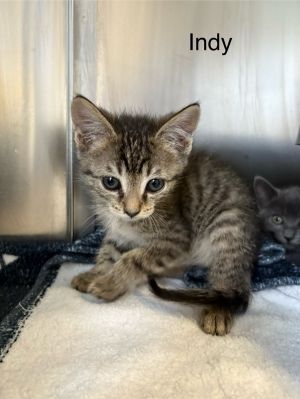 Indy Domestic Short Hair Cat