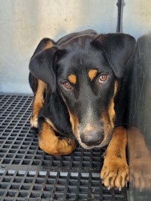 Primary Color Black Secondary Color Brown Weight 645lbs Age 1yrs 0mths 0wks