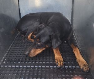 Primary Color Black Secondary Color Brown Weight 65lbs Age 4yrs 0mths 0wks