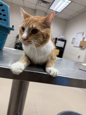 Halo(614) Domestic Short Hair Cat