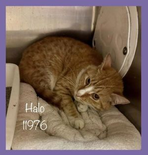 Primary Color Tabby Weight 8lbs Age 2yrs 0mths 1wks Animal has been Spayed