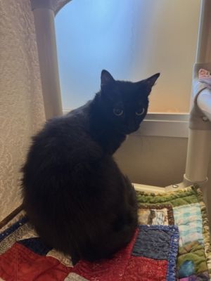 Zariah Domestic Short Hair Cat