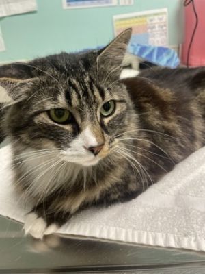 Rayu Domestic Medium Hair Cat