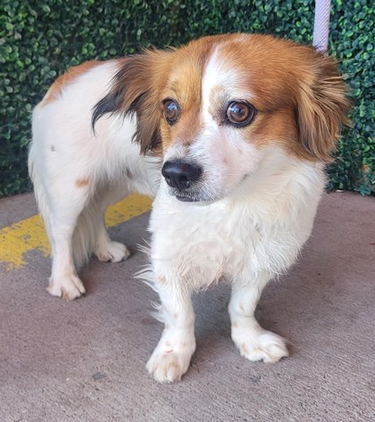 58920212, an adoptable Papillon, Mixed Breed in El Paso, TX, 79906 | Photo Image 1