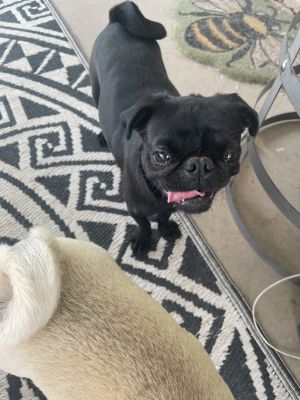 Priscilla Pug Dog