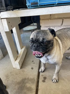 Scooby Pug Dog