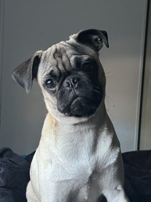 Jake Pug Dog