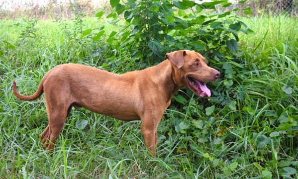 Ace (Bronco)