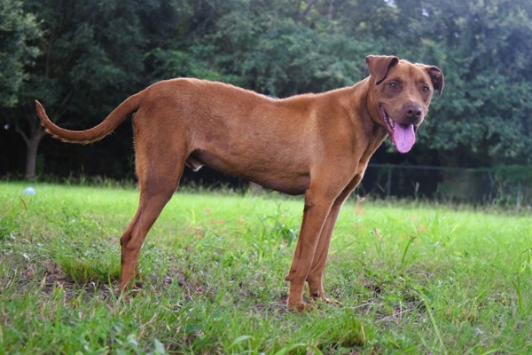Ace (Bronco)