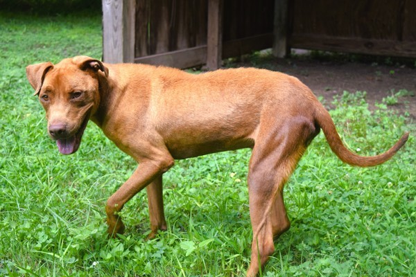 Ace (Bronco)
