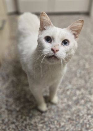 Raiden, Senior Male unknown