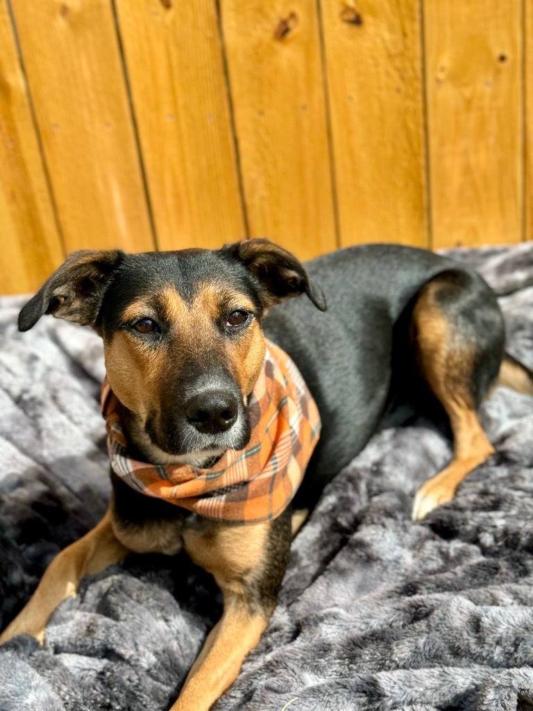 Lulu